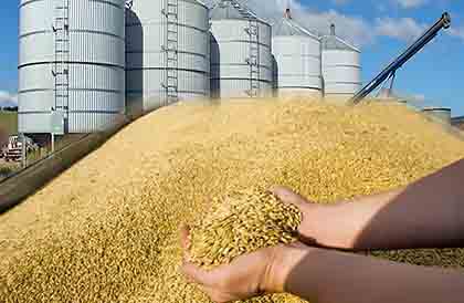 Almacenamiento de Cosechas - Perito en Almacenes de Cosecha