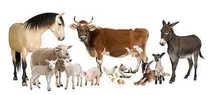 Animales Domesticos - Perito de Animales