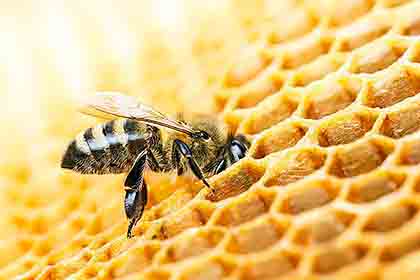 Apicultura - Perito de Abejas