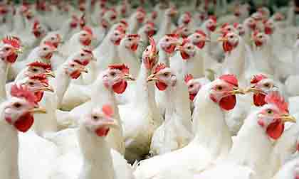 Aves de Corral - Perito de Aves