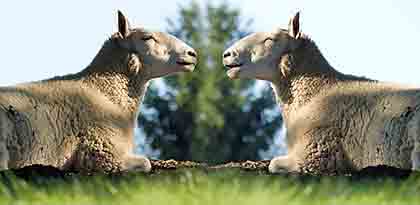 Clonacion de Animales - Alteracion Genetica