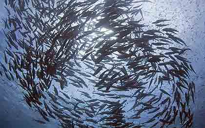 Pesca - Perito en Pesca