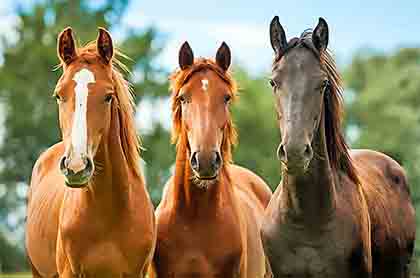 Tasacion de Caballos - Perito valoracion Caballos