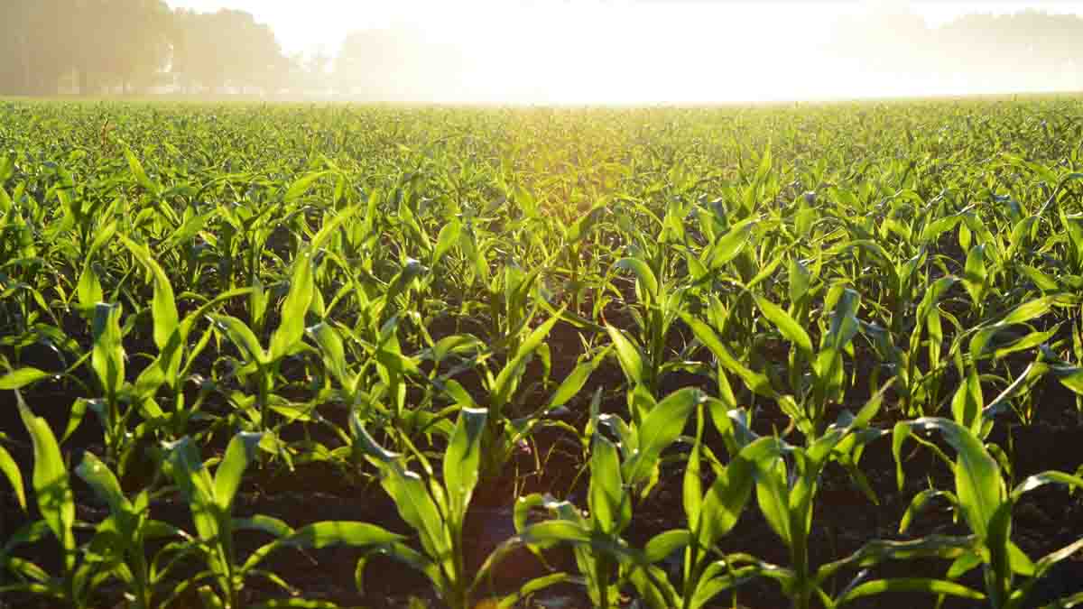 Agricultura - Industria Agroalimentaria