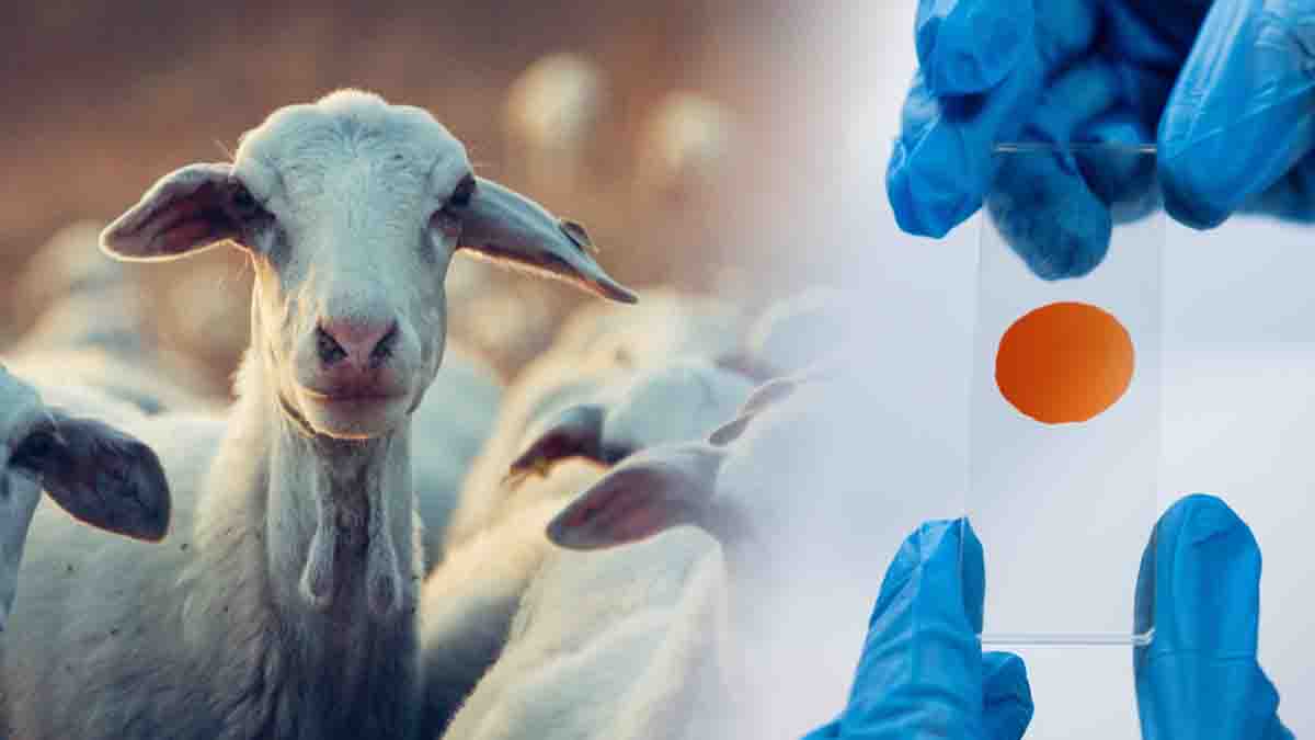 Clonación de Animales - Manipulación Genética