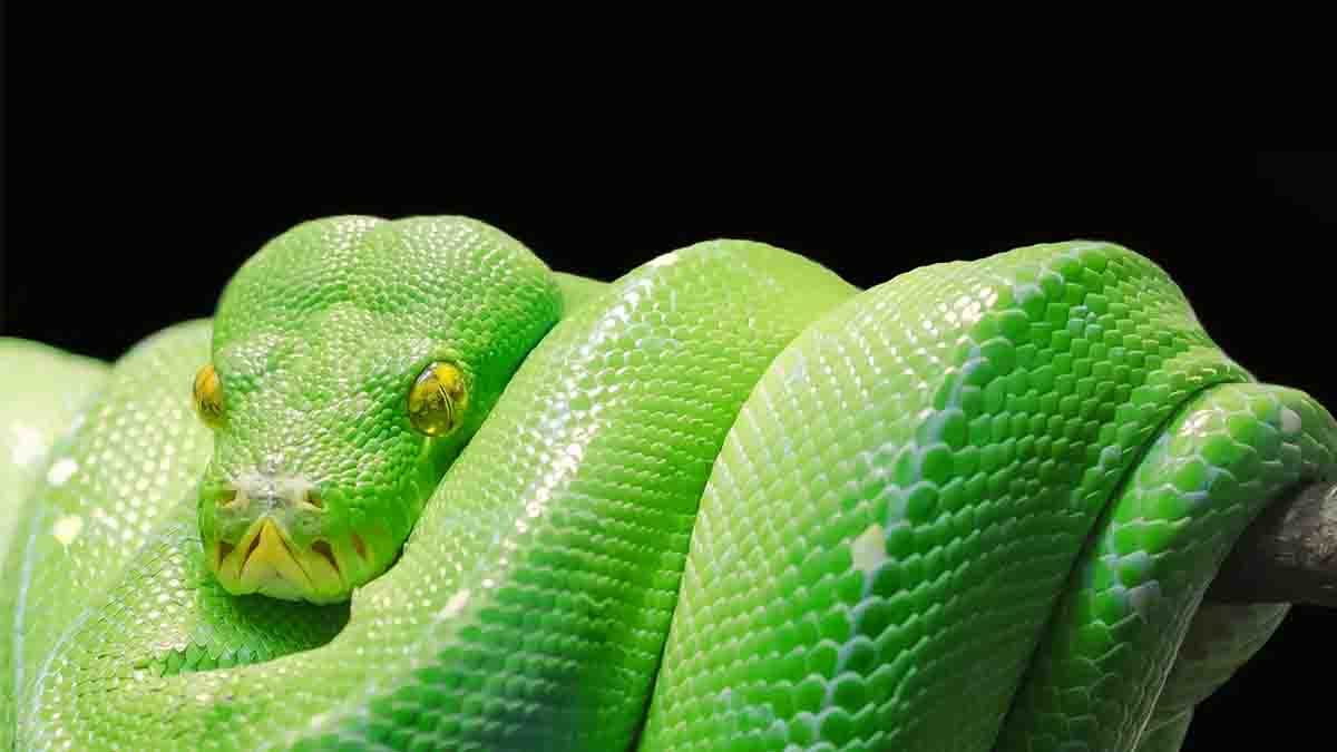 Perito en Reptiles y Anfibios. Contrabando, venenos