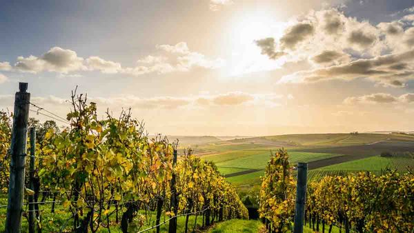 Perito en Viticultura y Enología. Análisis viñedos y vinos